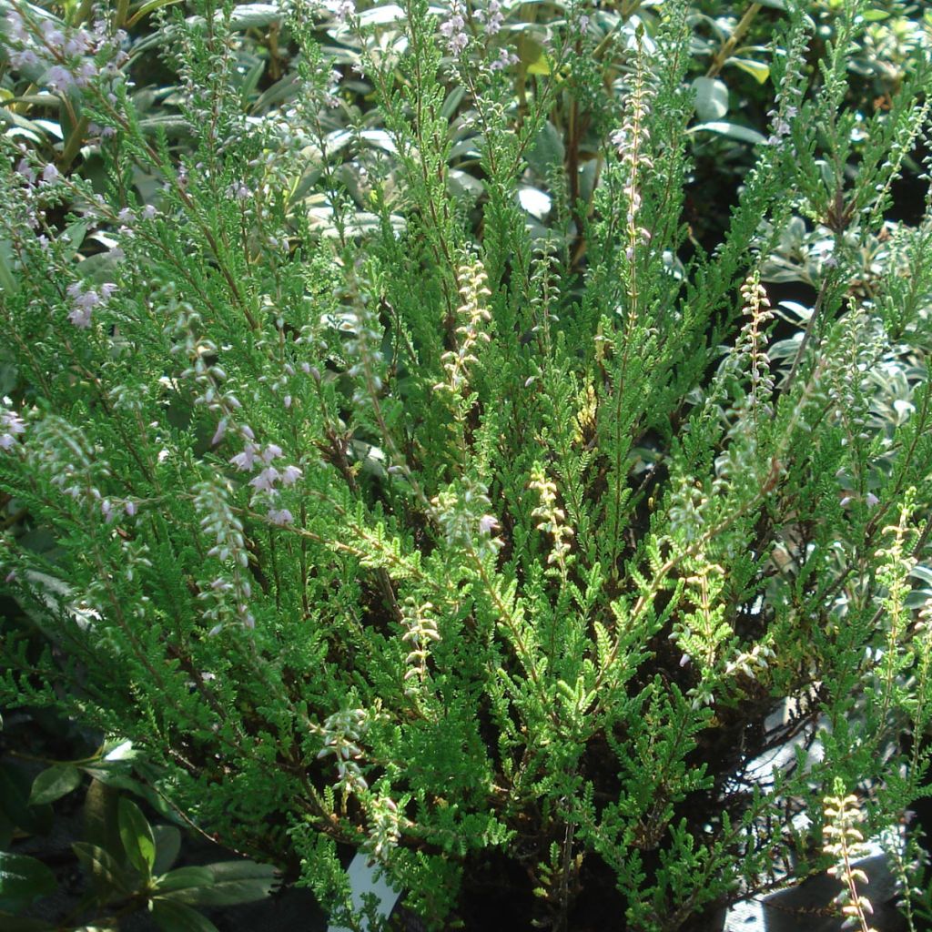 Calluna vulgaris Spring Torch - Brugo