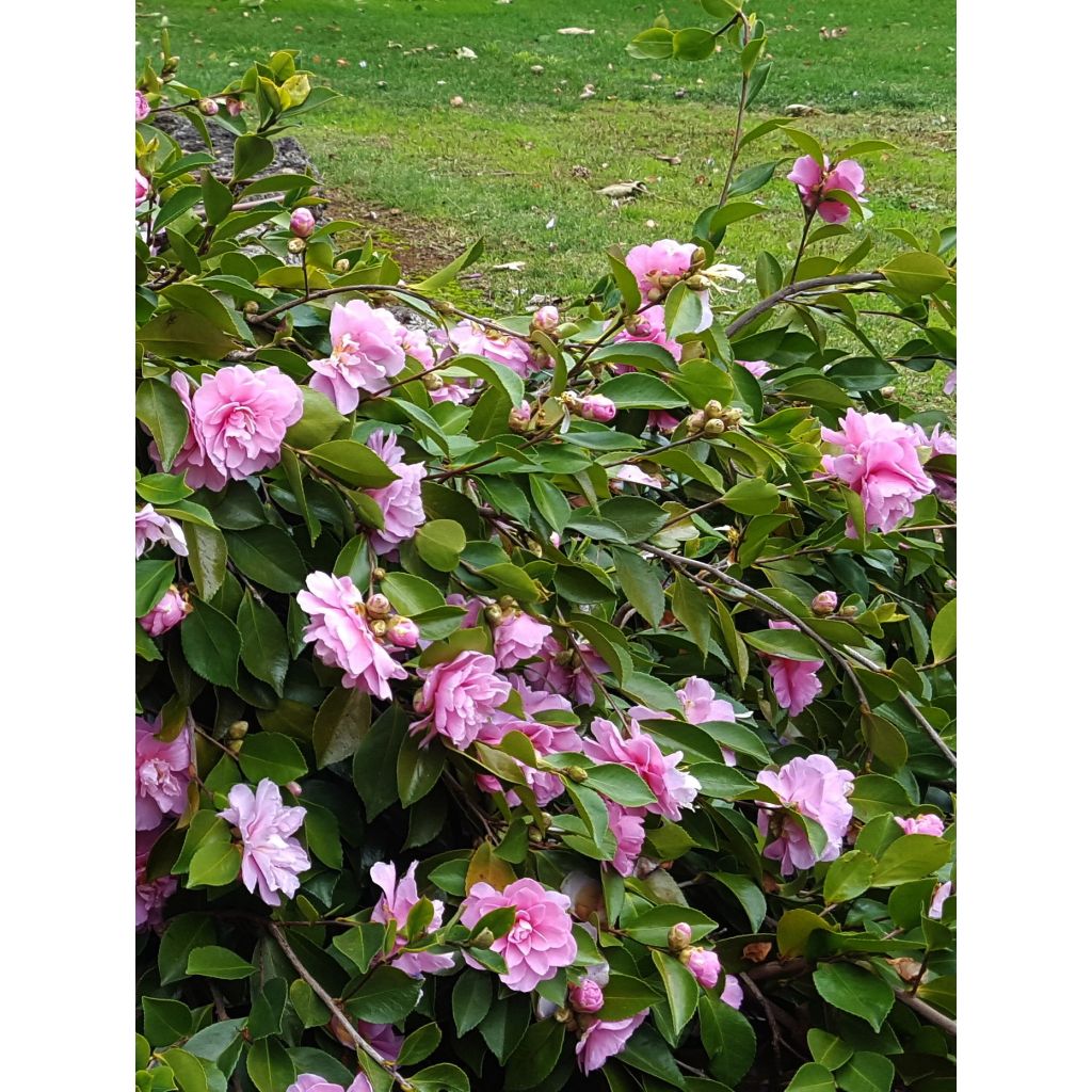 Camellia sasanqua Waterfall Pink