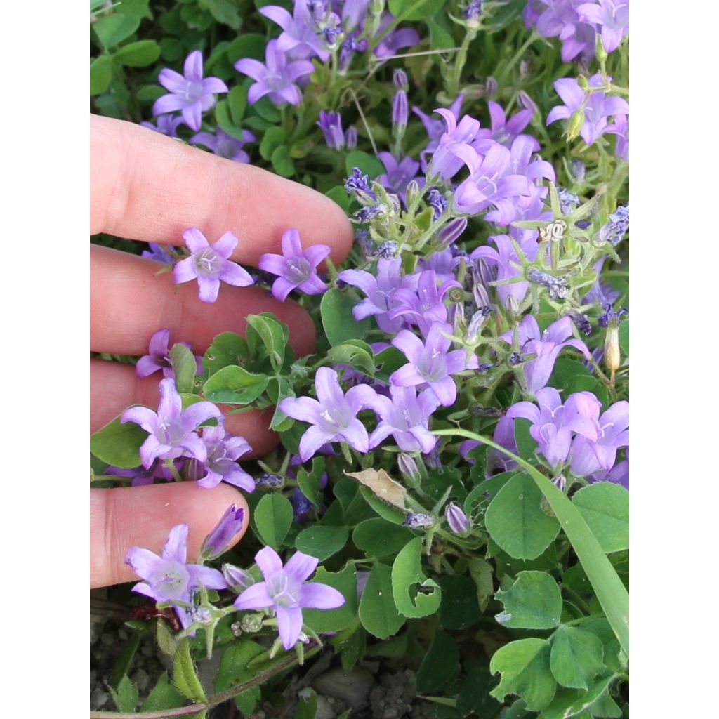 Campanula portenschlagiana - Campanula dalmata