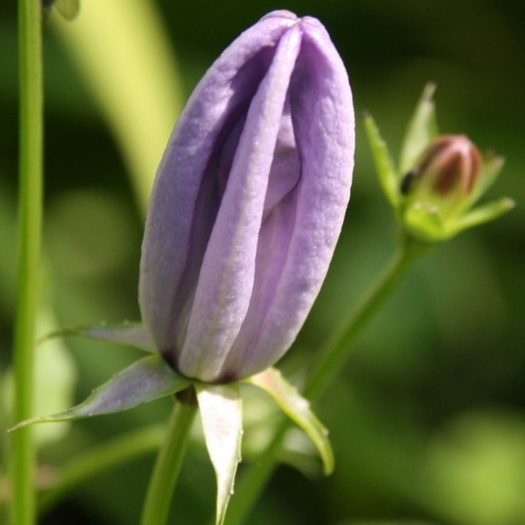 Campanula carpatica - Campanula dei Carpazi