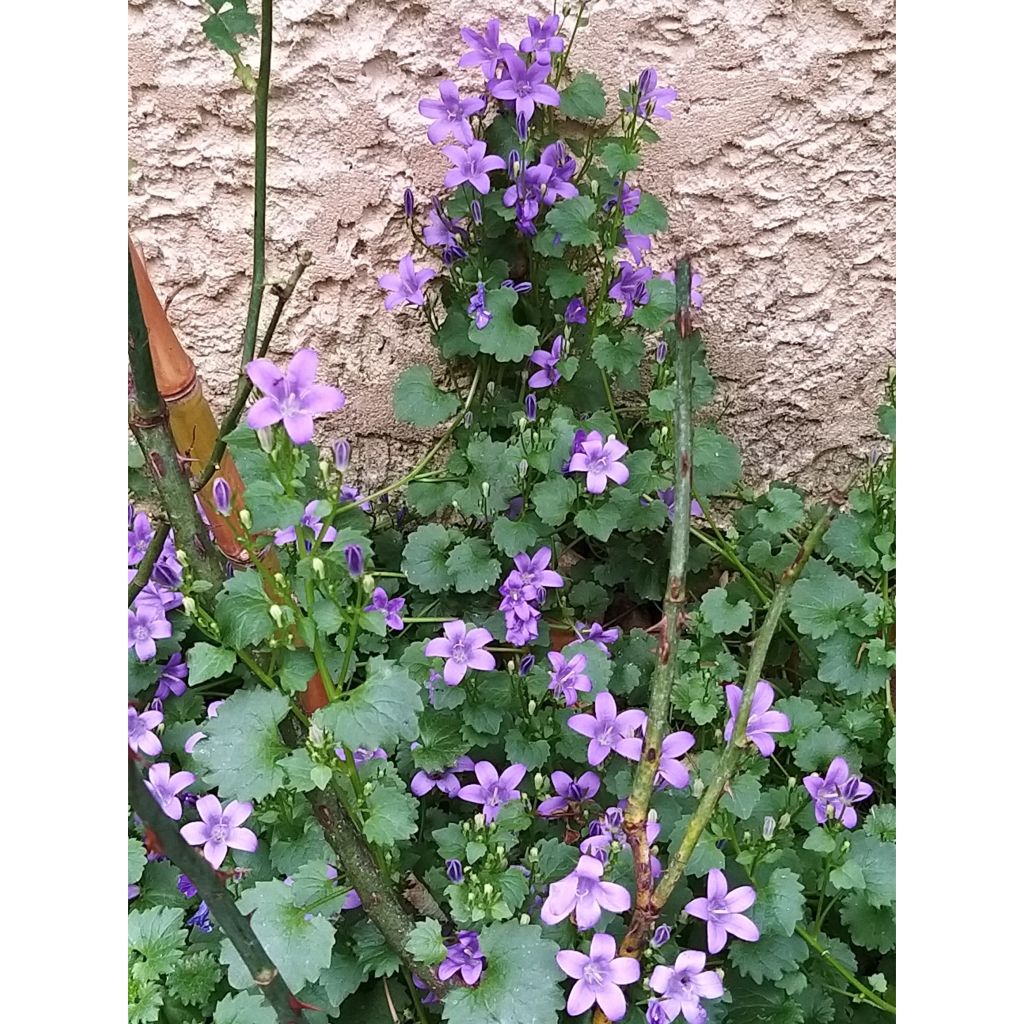 Campanula portenschlagiana - Campanula dalmata