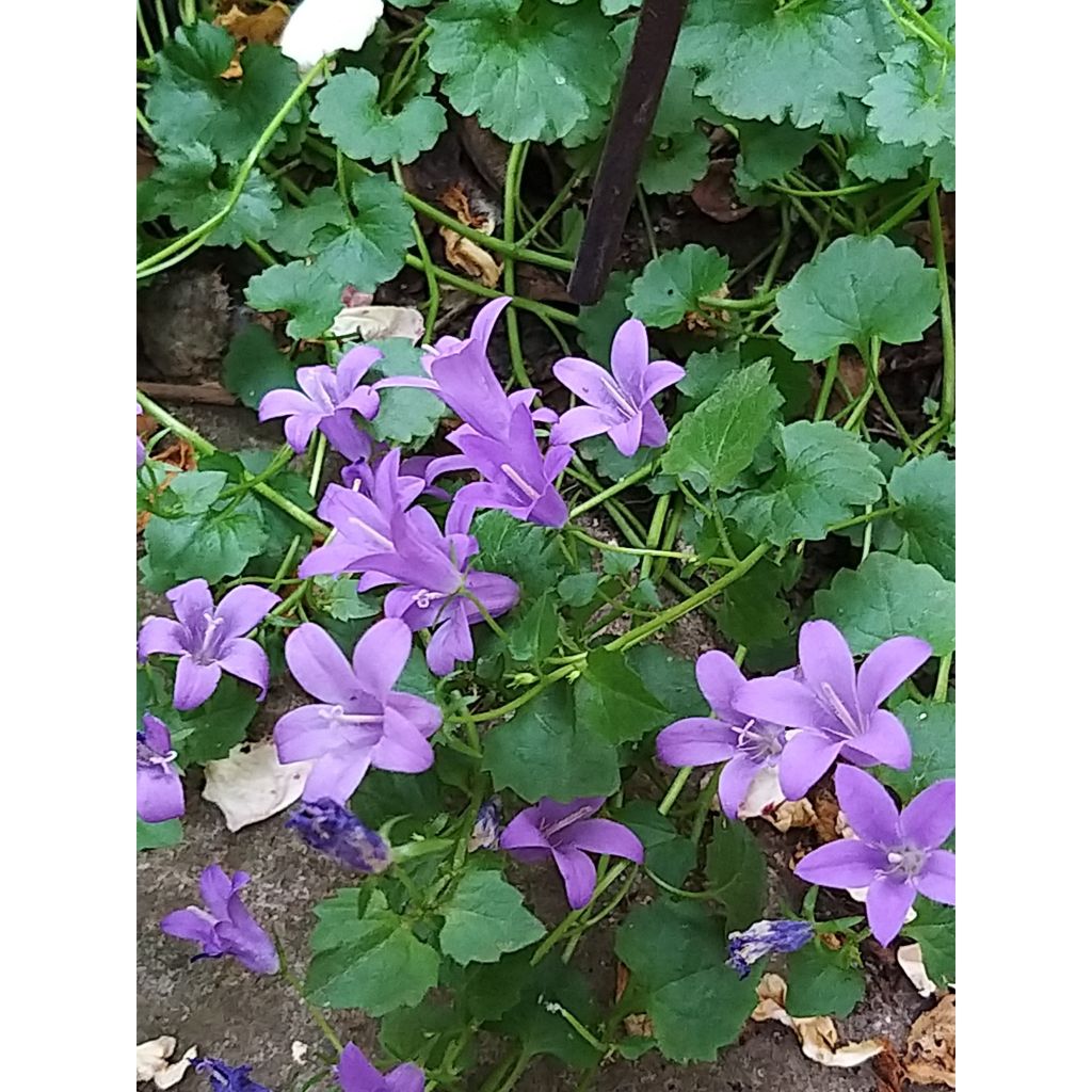 Campanula portenschlagiana - Campanula dalmata