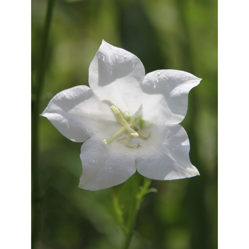 Campanula persicifolia Alba - Campanula con foglie di pesco