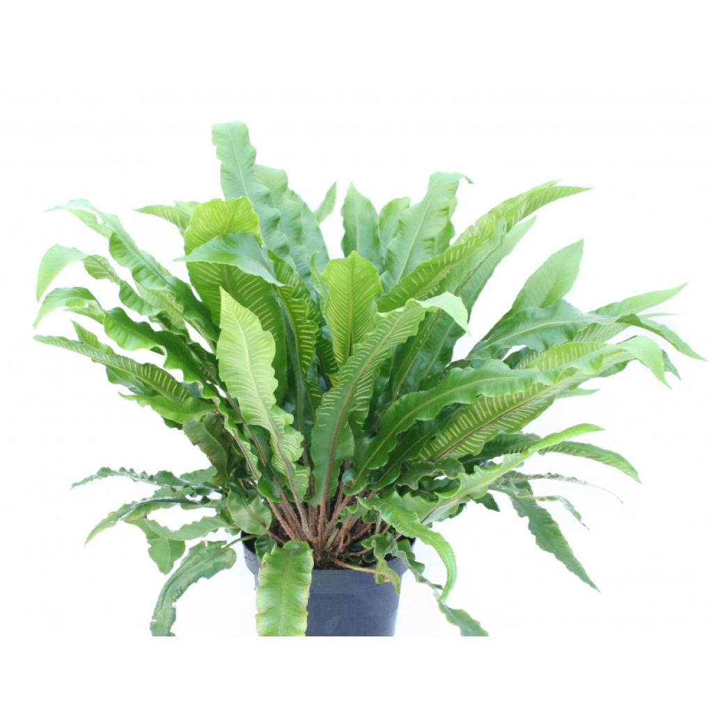 Phyllitis scolopendrium - Asplenio