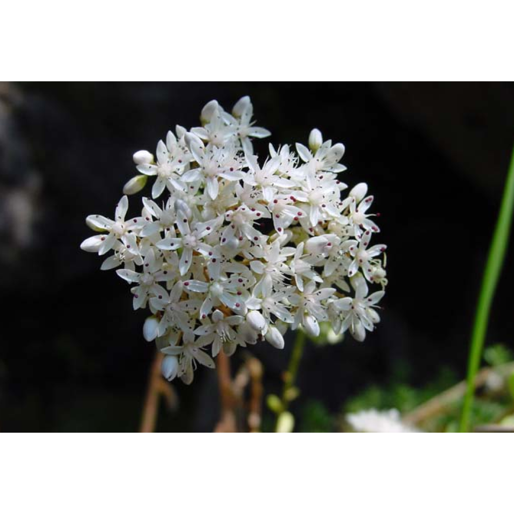 Sedum album var. murale - Borracina bianca