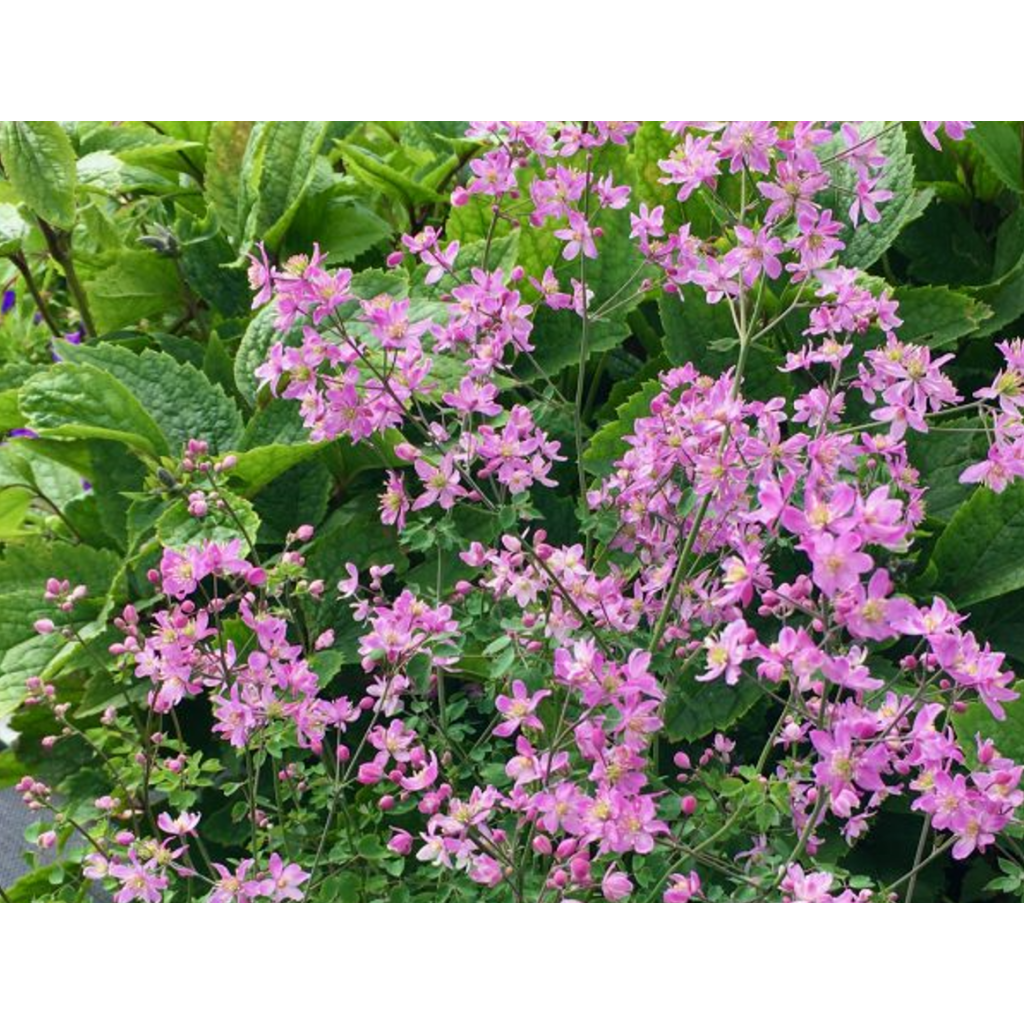 Thalictrum aquilegifolium Fairy Wings - Pigamo colombino