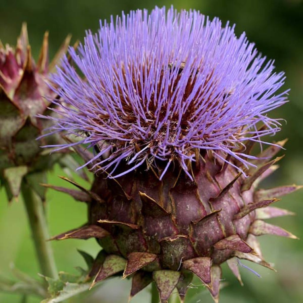 Cynara cardunculus var. altilis - Cardo