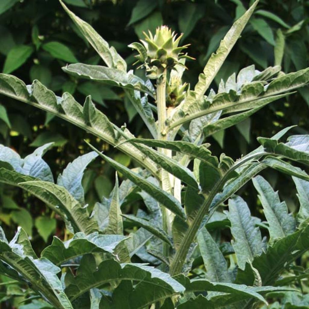 Cynara cardunculus var. altilis - Cardo