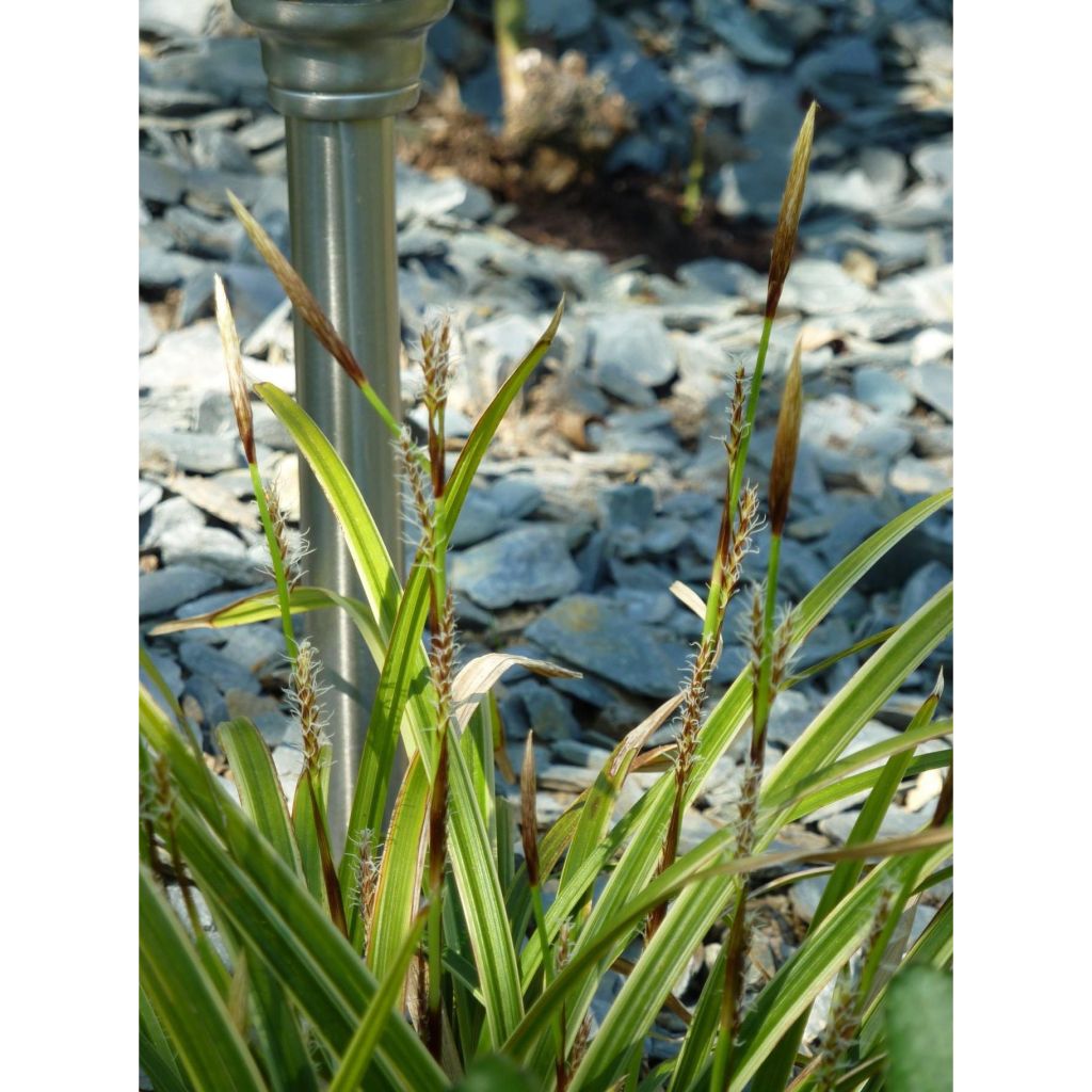 Carex morrowii Ice Dance - Carice variegato