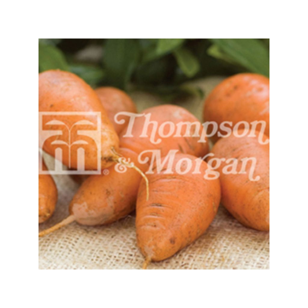 Carota Caracas