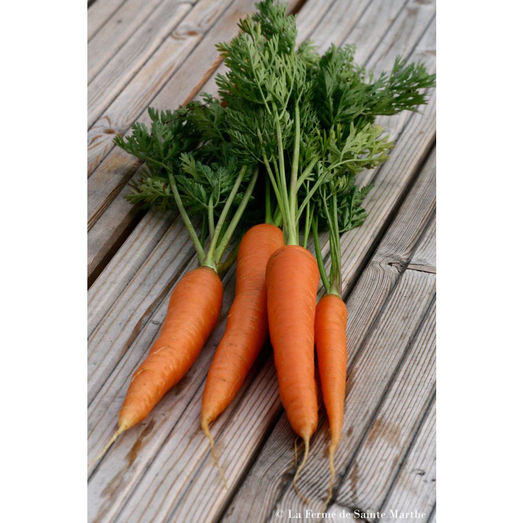 Carota Nantese migilorata 2