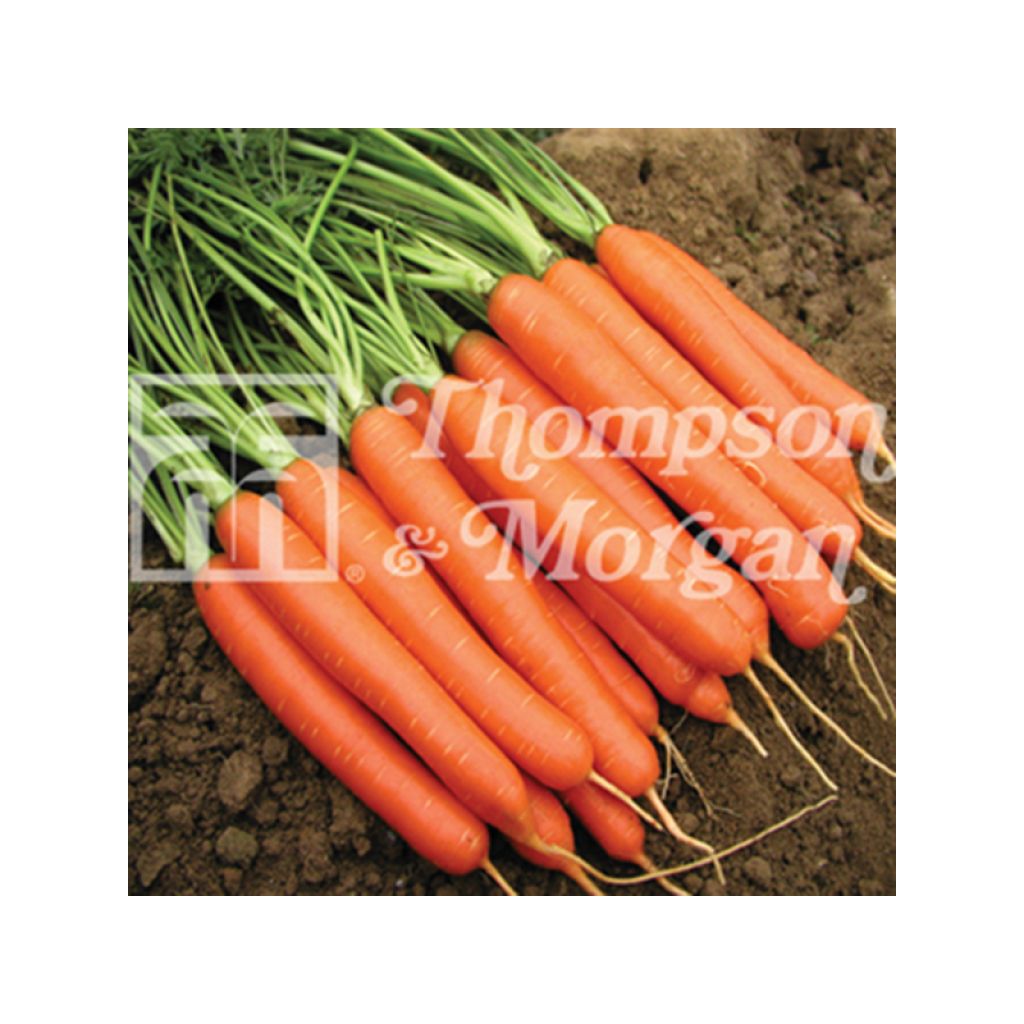 Carota Romance