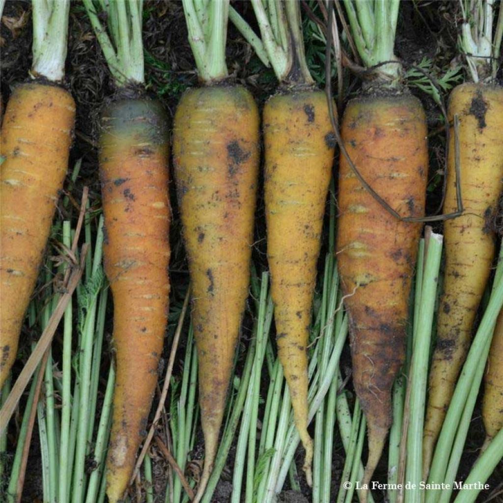 Carota Solar Yellow