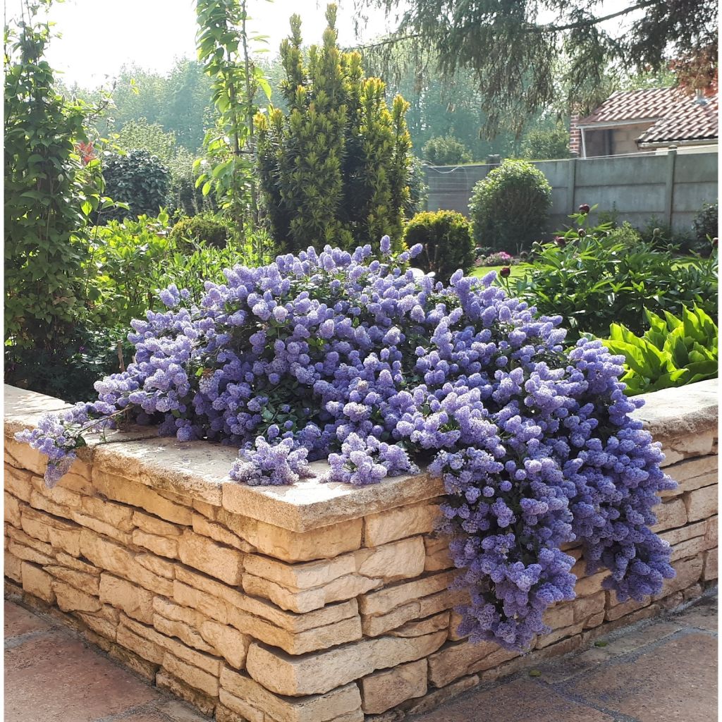 Ceanothus thyrsiflorus Repens