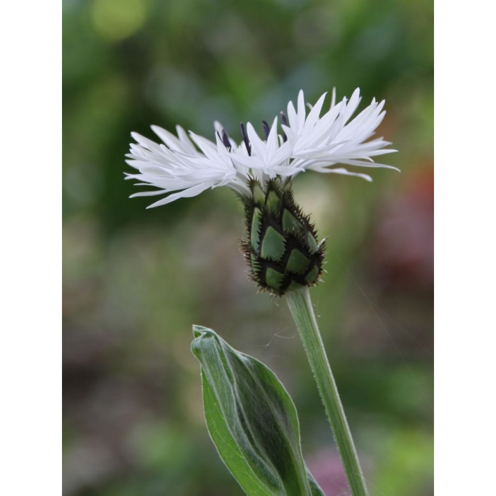 Centaurea montana Alba - Fiordaliso montano