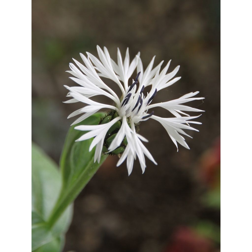Centaurea montana Alba - Fiordaliso montano