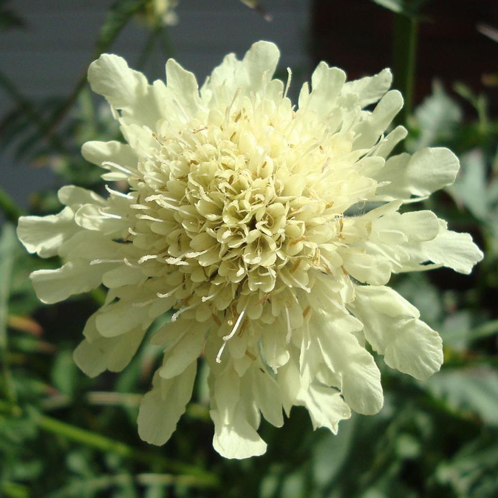 Cephalaria gigantea - Vedovina gigante