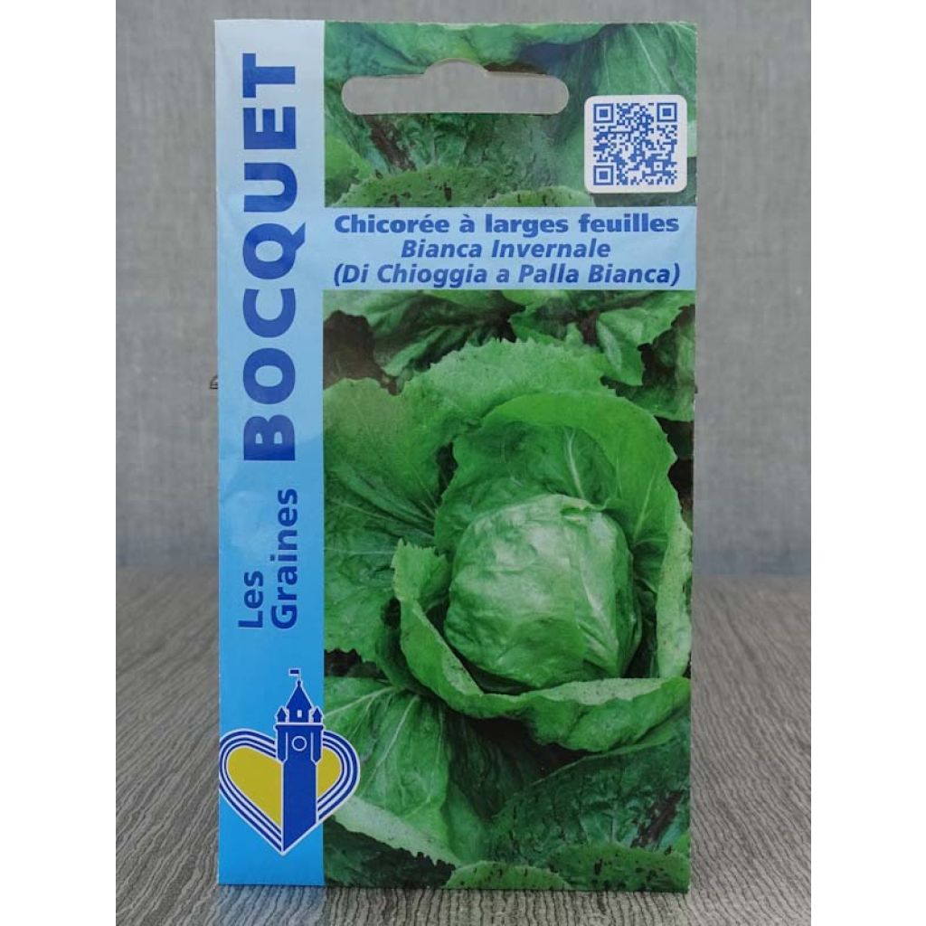Cicoria Bianca invernale ( di chioggia a palla Bianca )