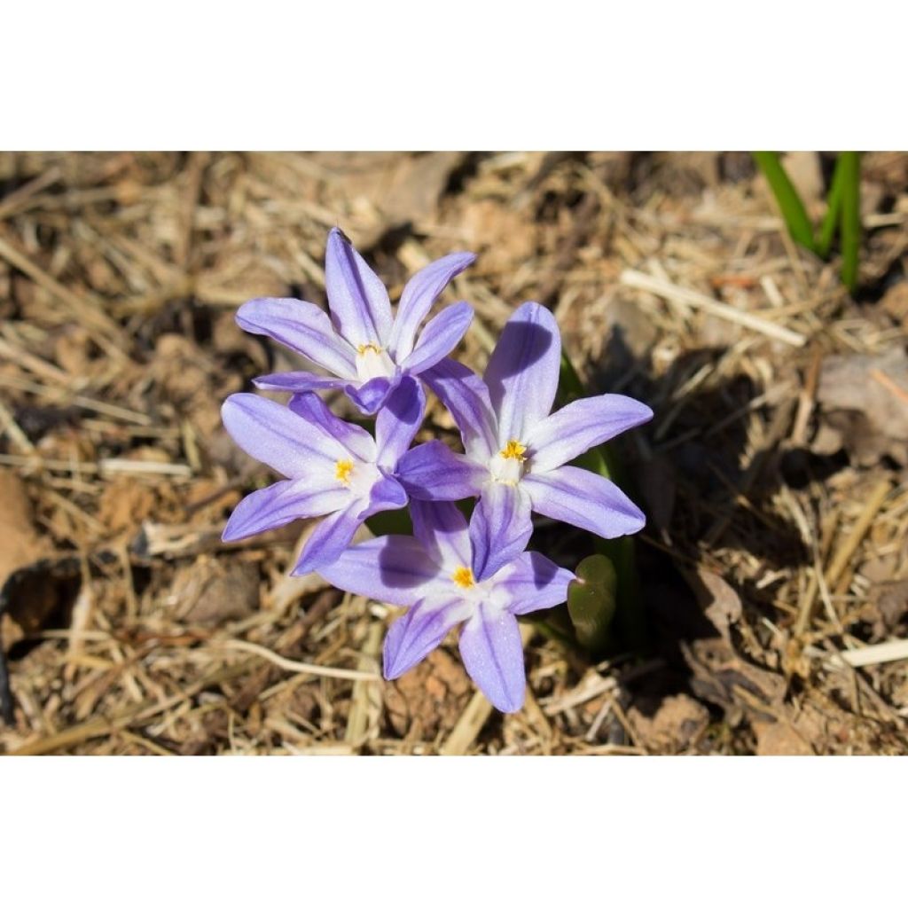 Chionodoxa forbesii Violet Beauty - Gloria della Neve