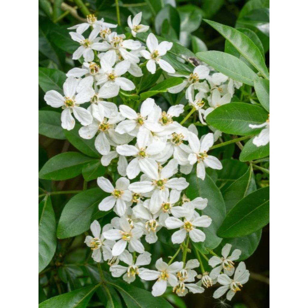 Choisya ternata - Arancio messicano