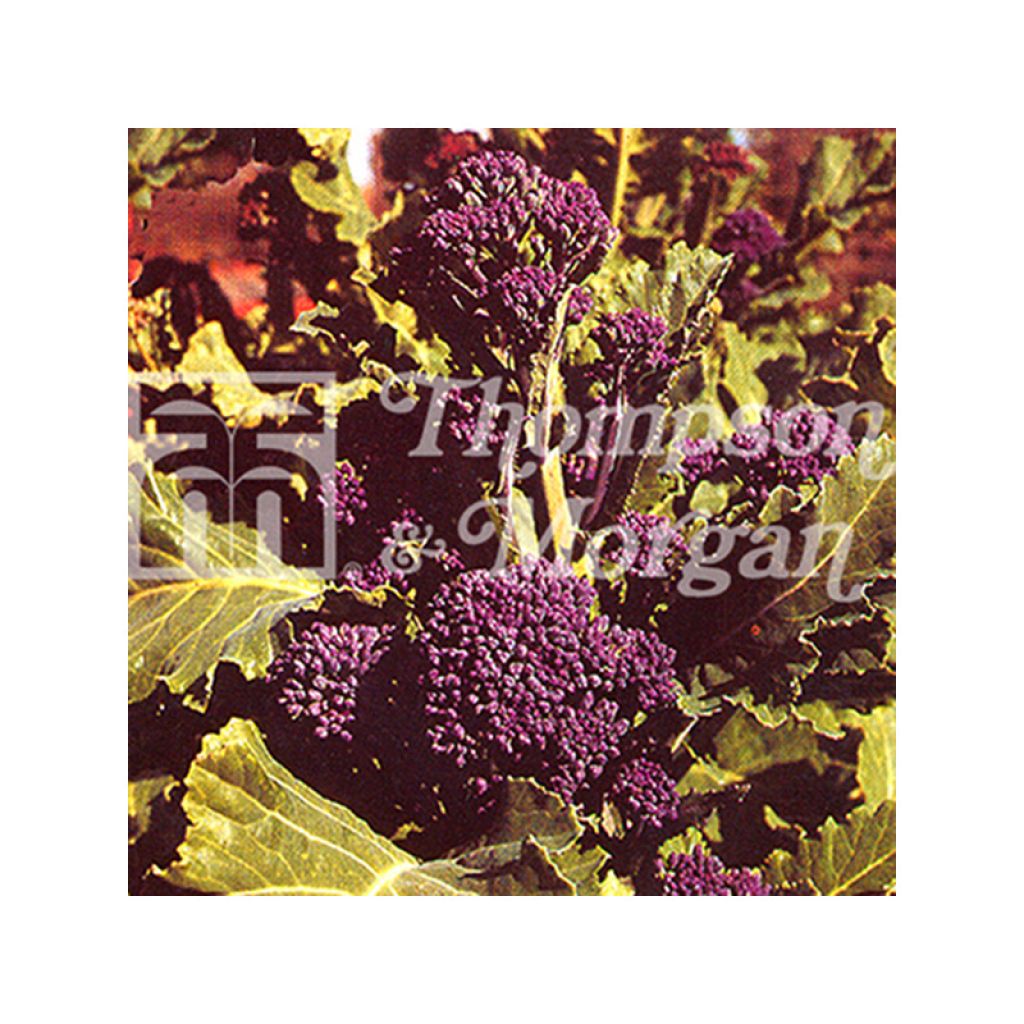 Cavolo broccolo Early Purple Sprouting