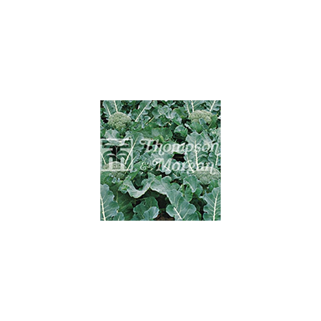 Cavolo broccolo Fiesta F1