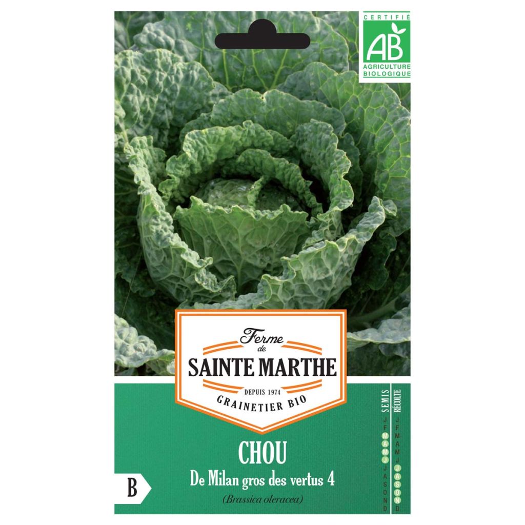 Cavolo verza Gros Des Vertus 4