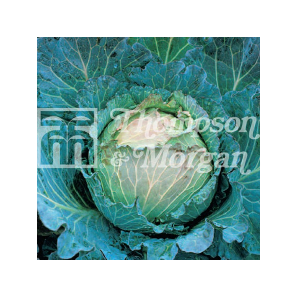 Cavolo verza January King 3