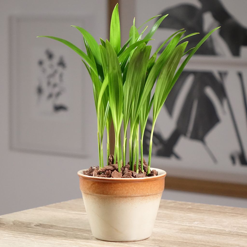 Areca - Chrysalidocarpus lutescens
