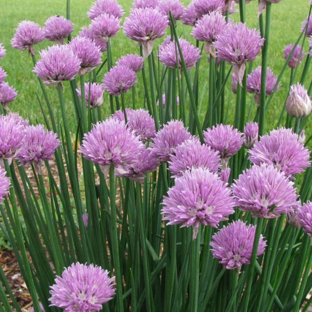 Erba cipollina - Allium schoenoprasum