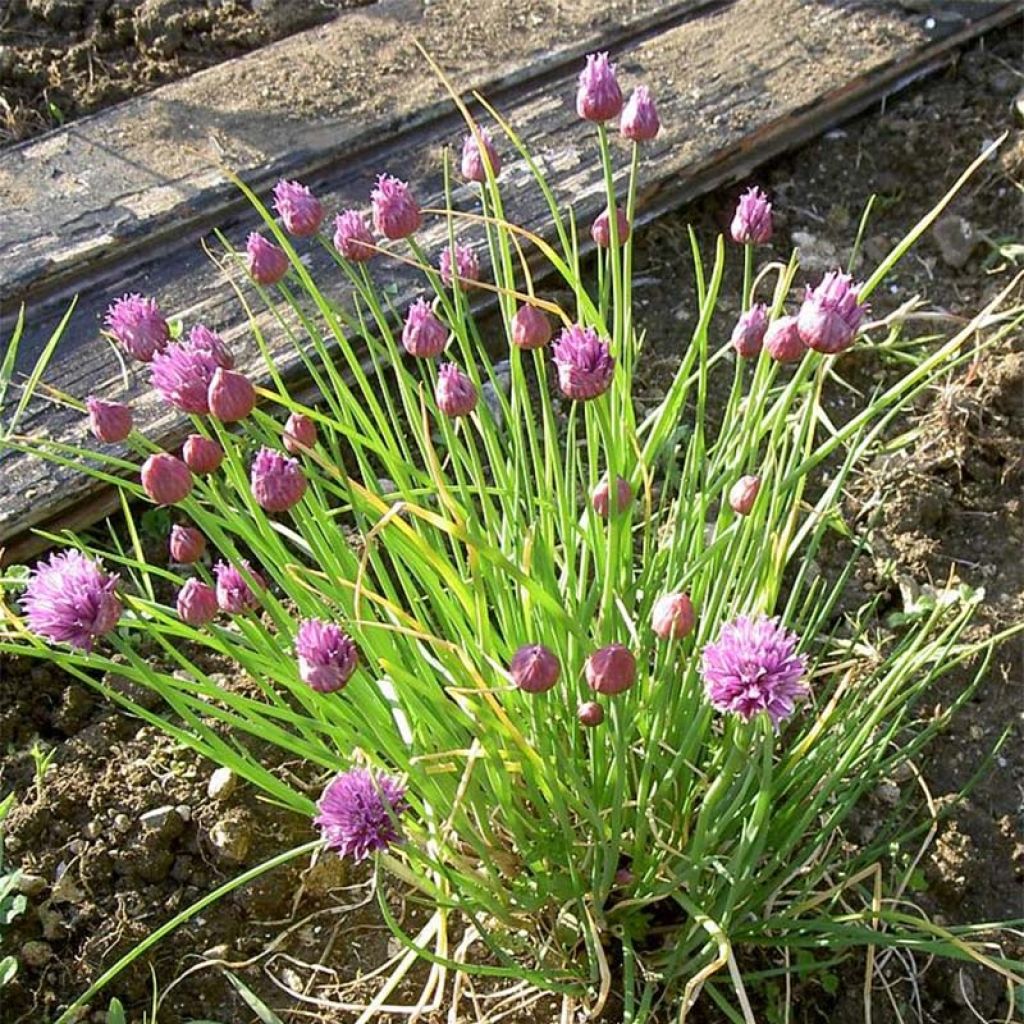 Erba cipollina Bio (piante)