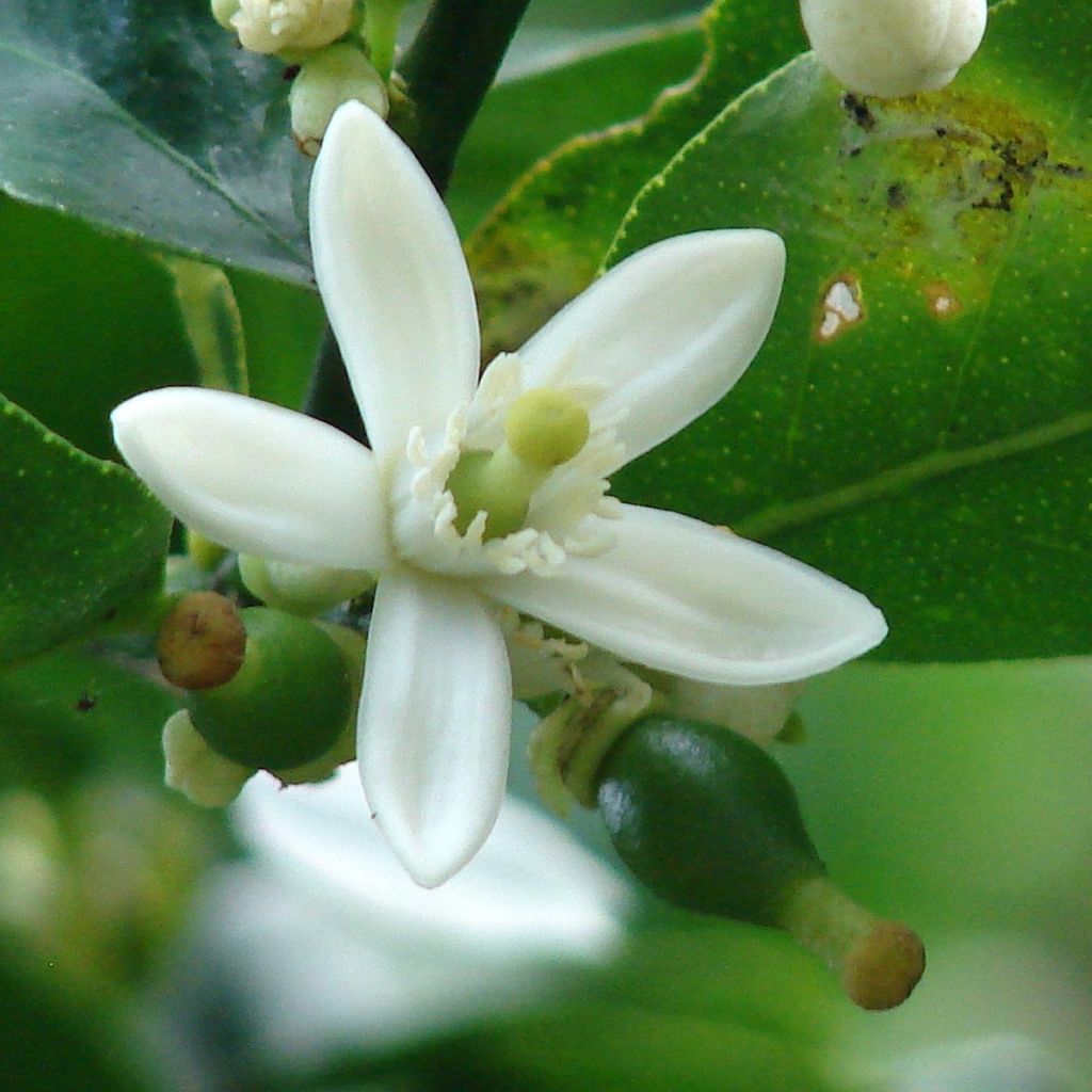Citrus x latifolia - Lima verde