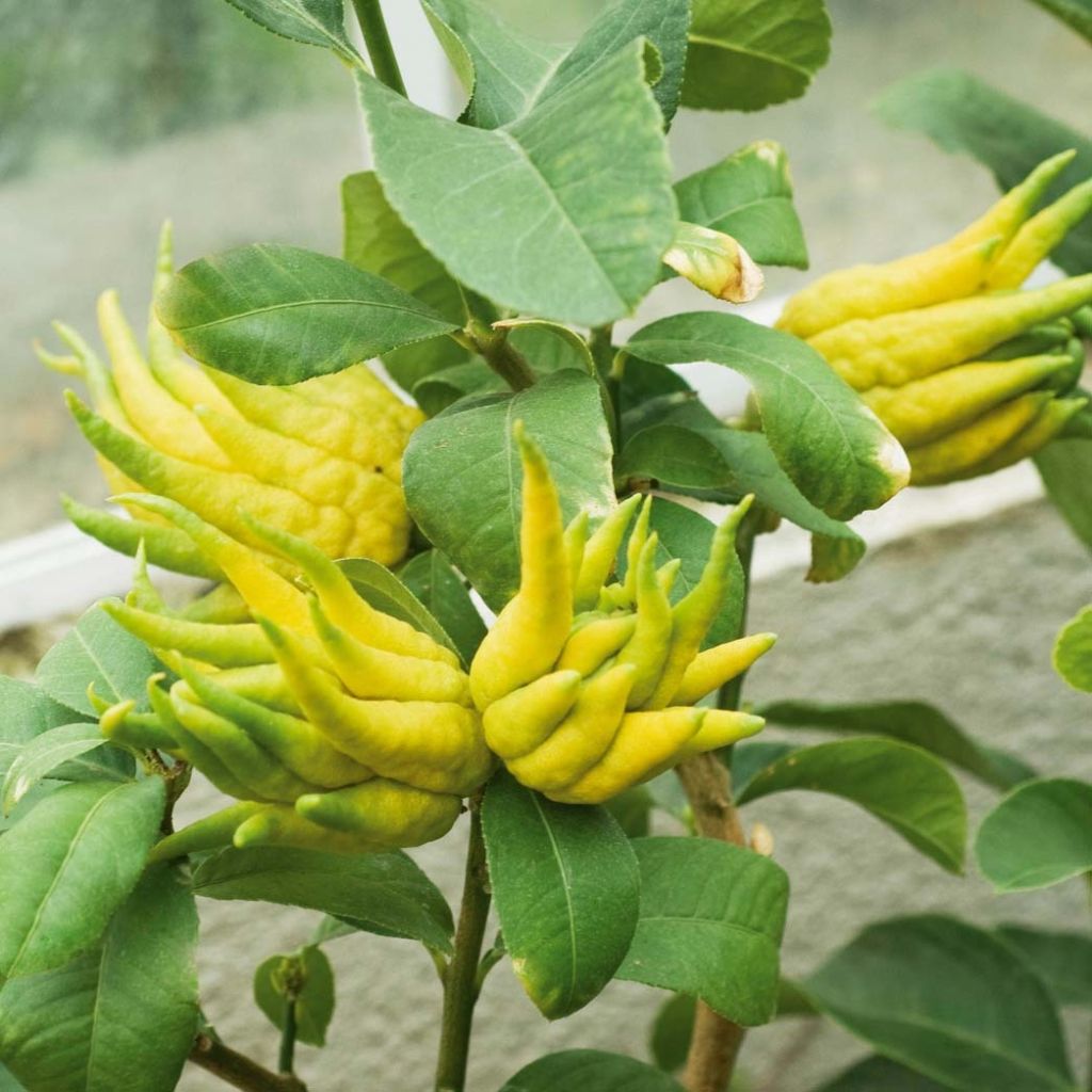 Citrus medica var. sarcodactylis - Cedro (agrume)