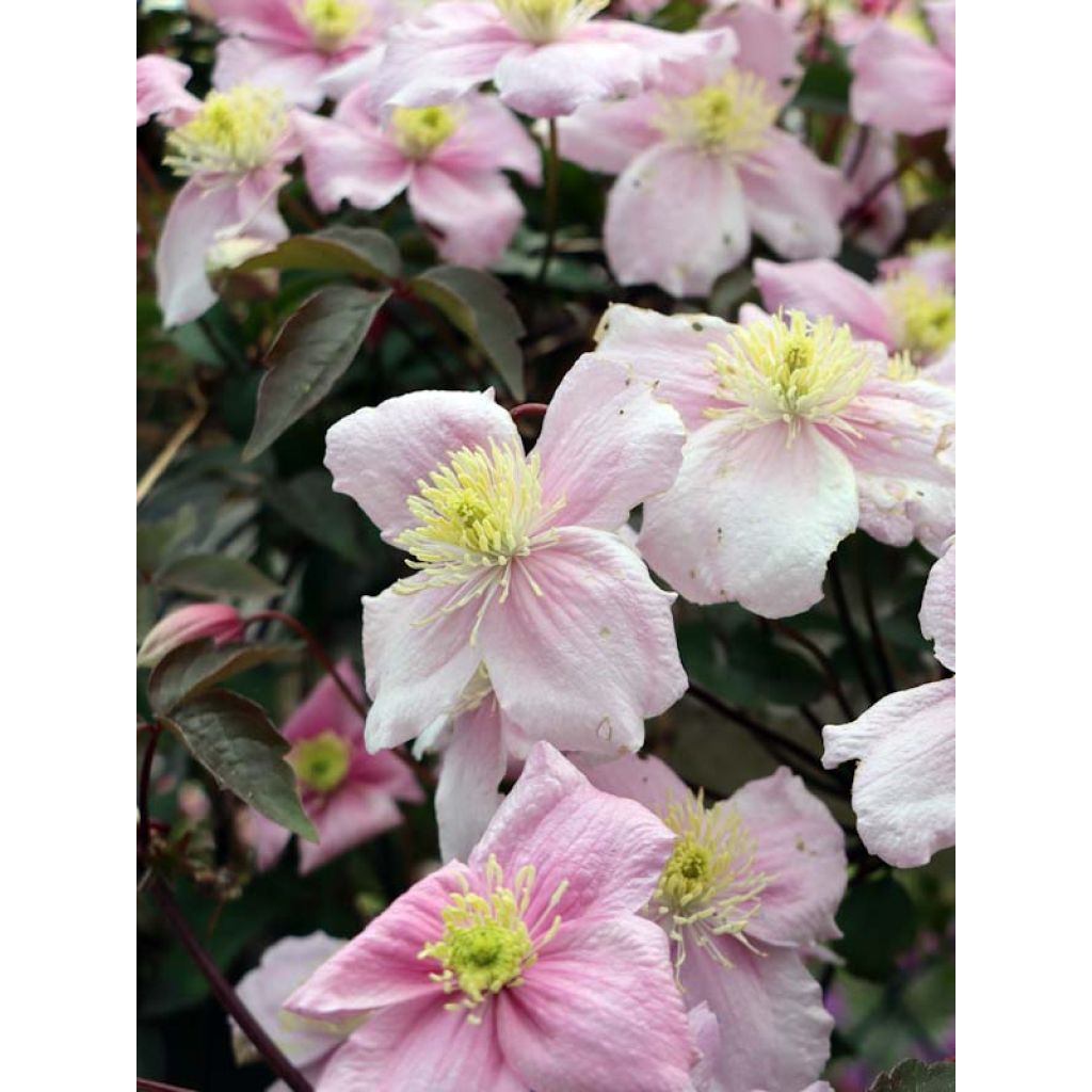 Clematis montana Mayleen - Clematide