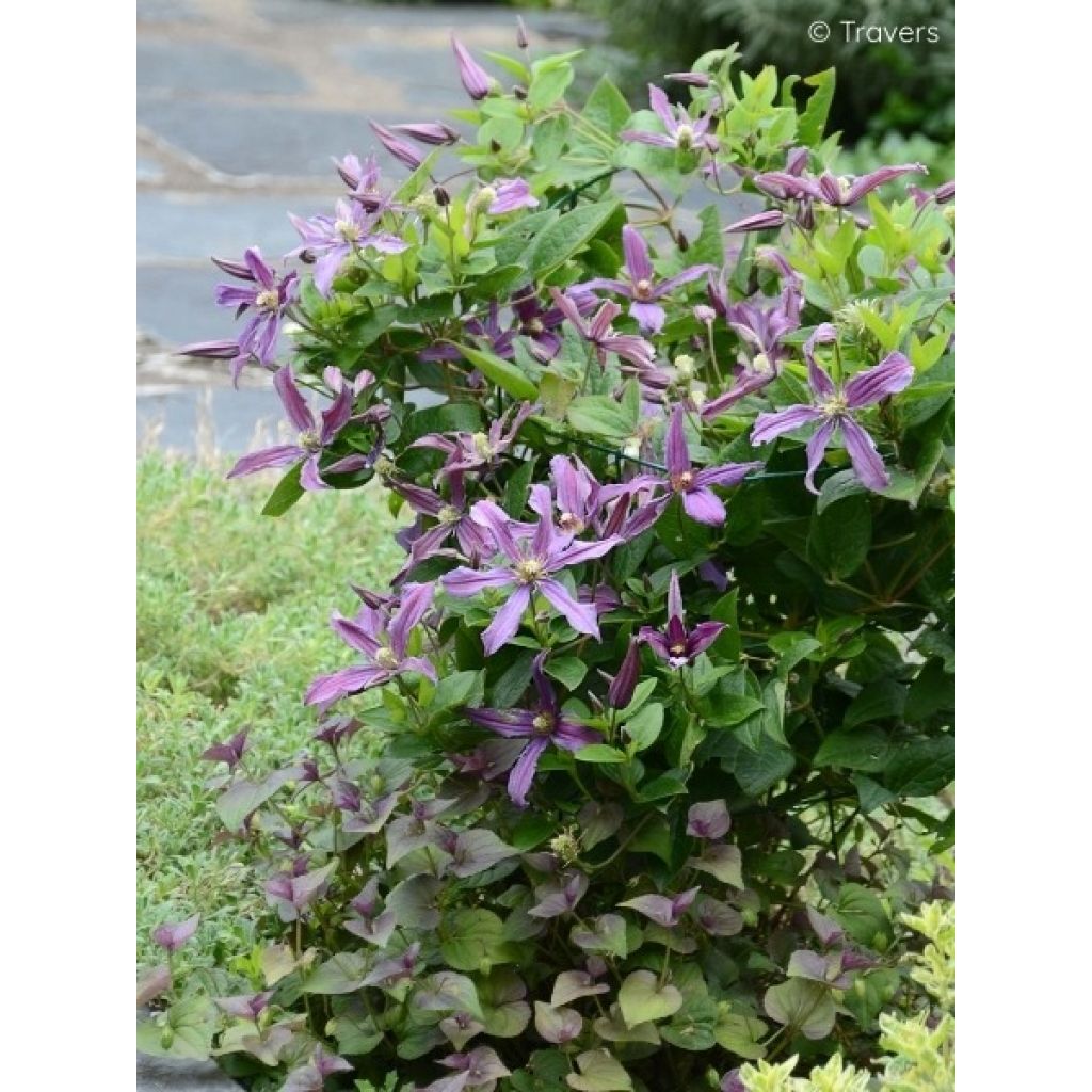 Clematis Saphyra Estrella - Clematide