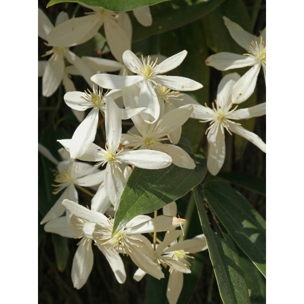 Clematis armandii - Clematide