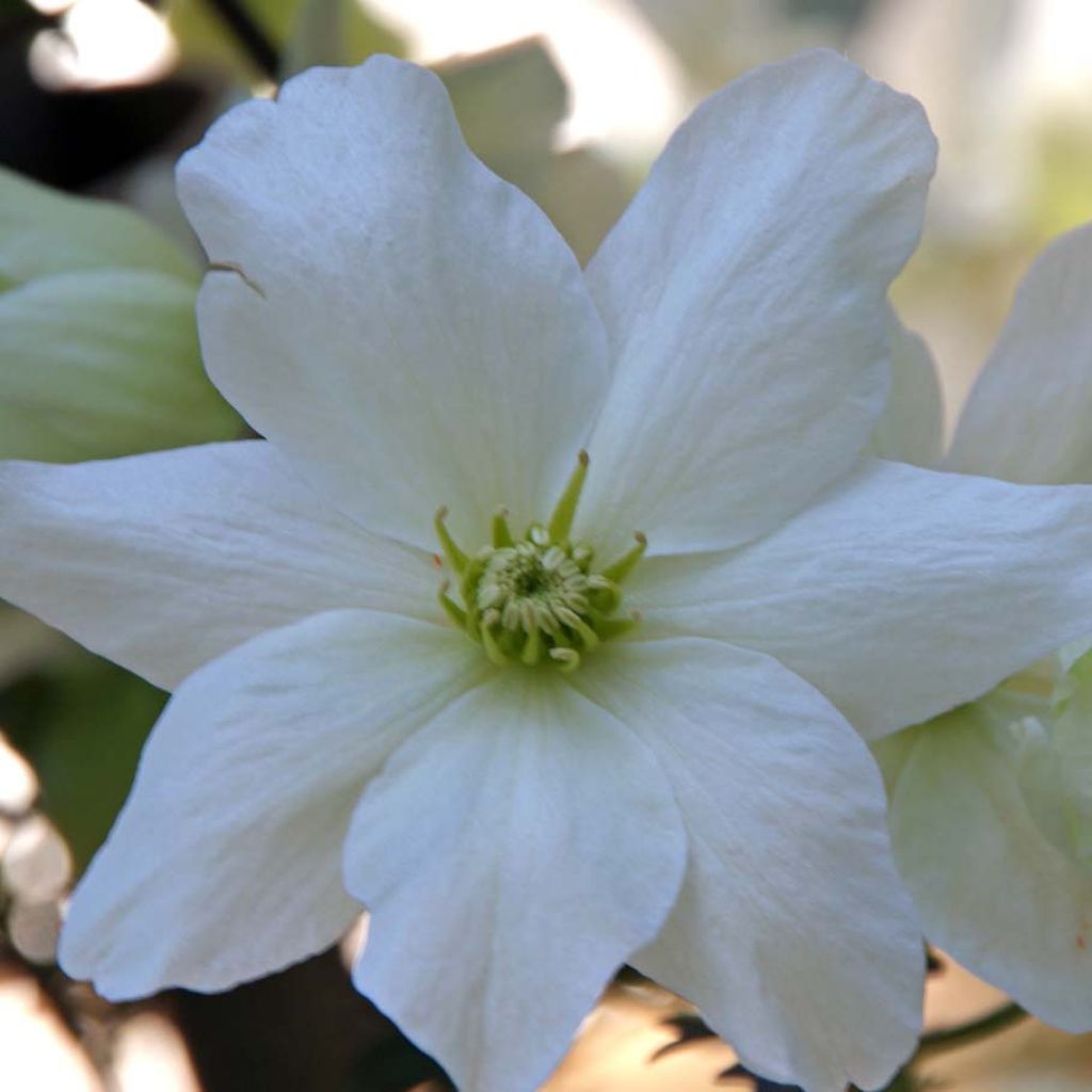 Clematis Avalanche - Clematide