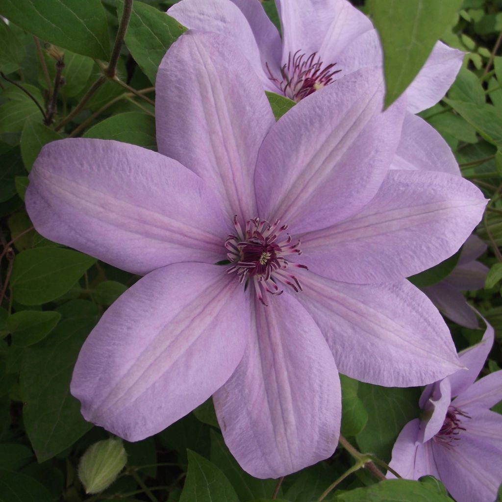Clematis Bernardine - Clematide