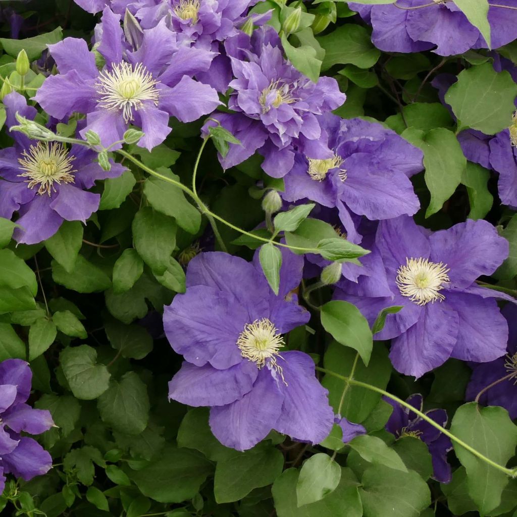 Clematis Chevalier - Clematide
