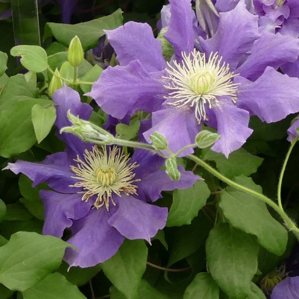Clematis Chevalier - Clematide