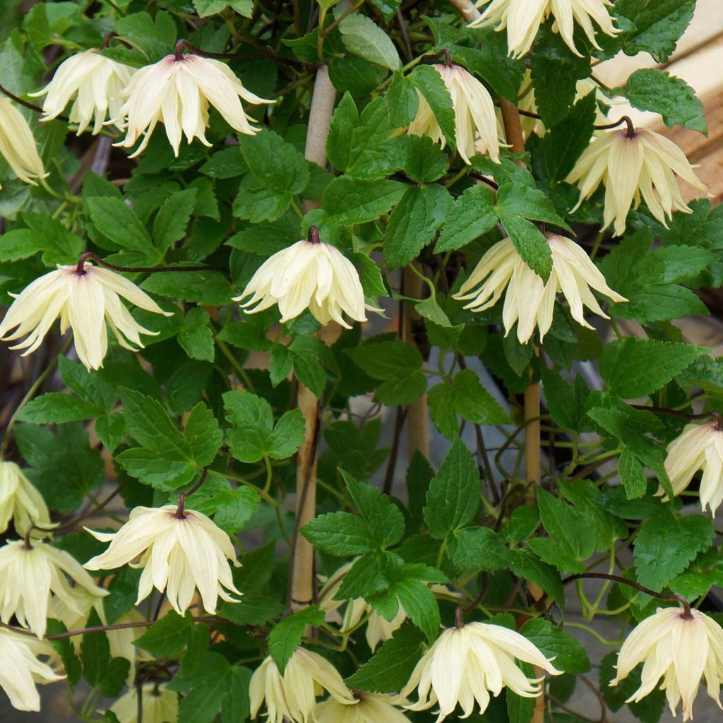 Clematis koreana Amber - Clematide