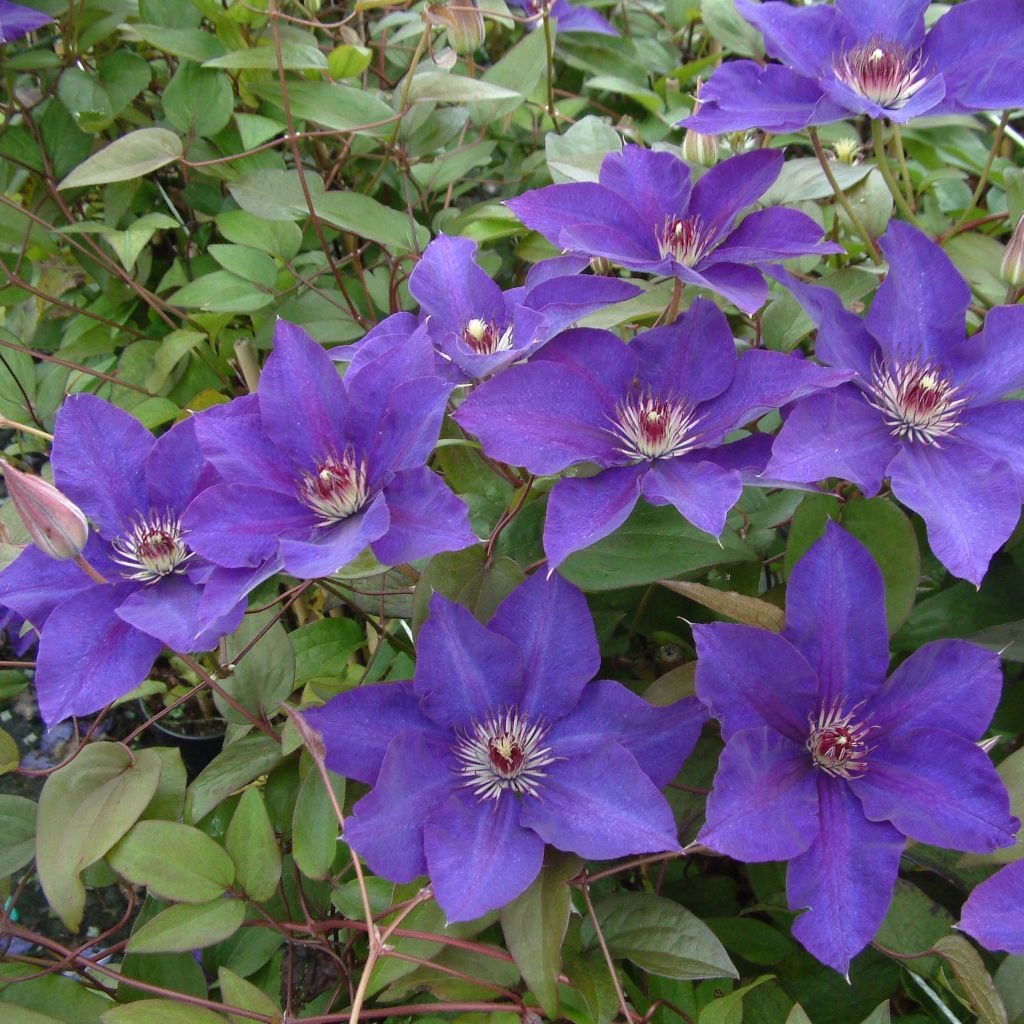 Clematis The President - Clematide