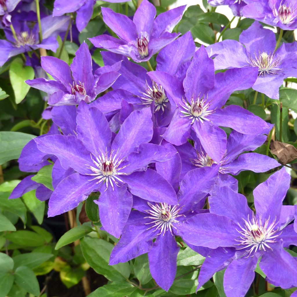 Clematis The President - Clematide