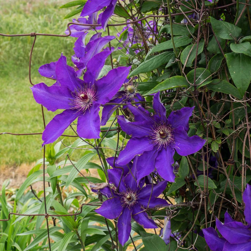 Clematis The President - Clematide