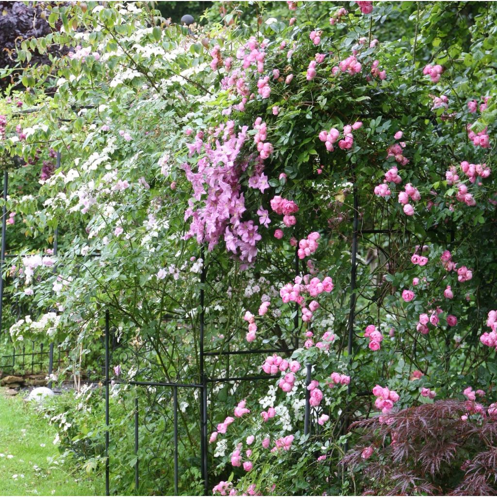 Clematis Comtesse de Bouchaud - Clematide