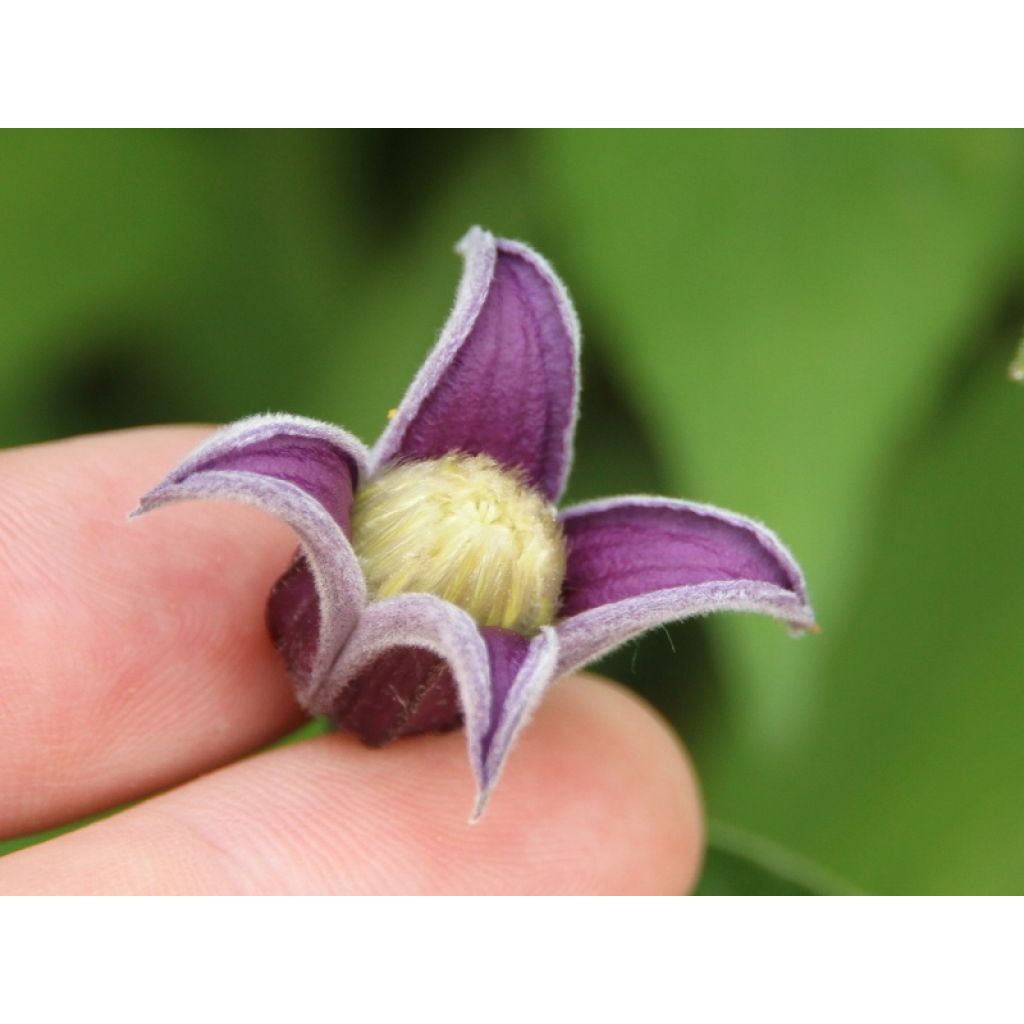 Clematis Fascination - Clematide