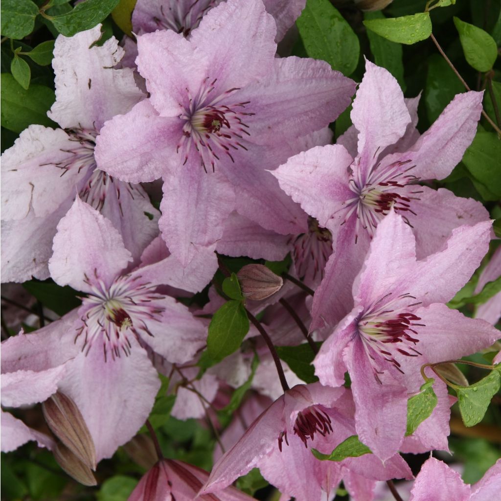 Clematis Hagley hybride - Clematide