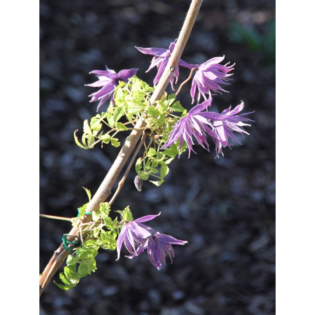 Clematis Eximia - Clematide