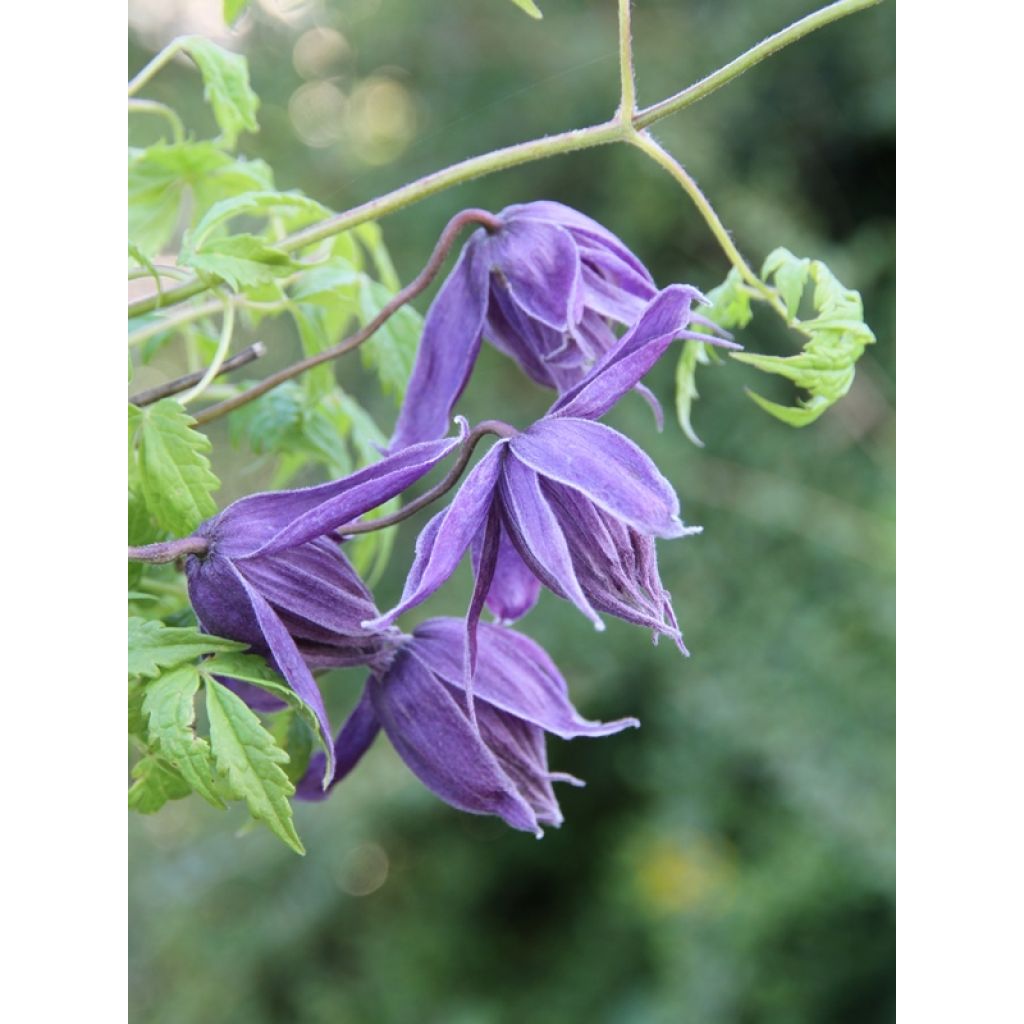 Clematis Eximia - Clematide