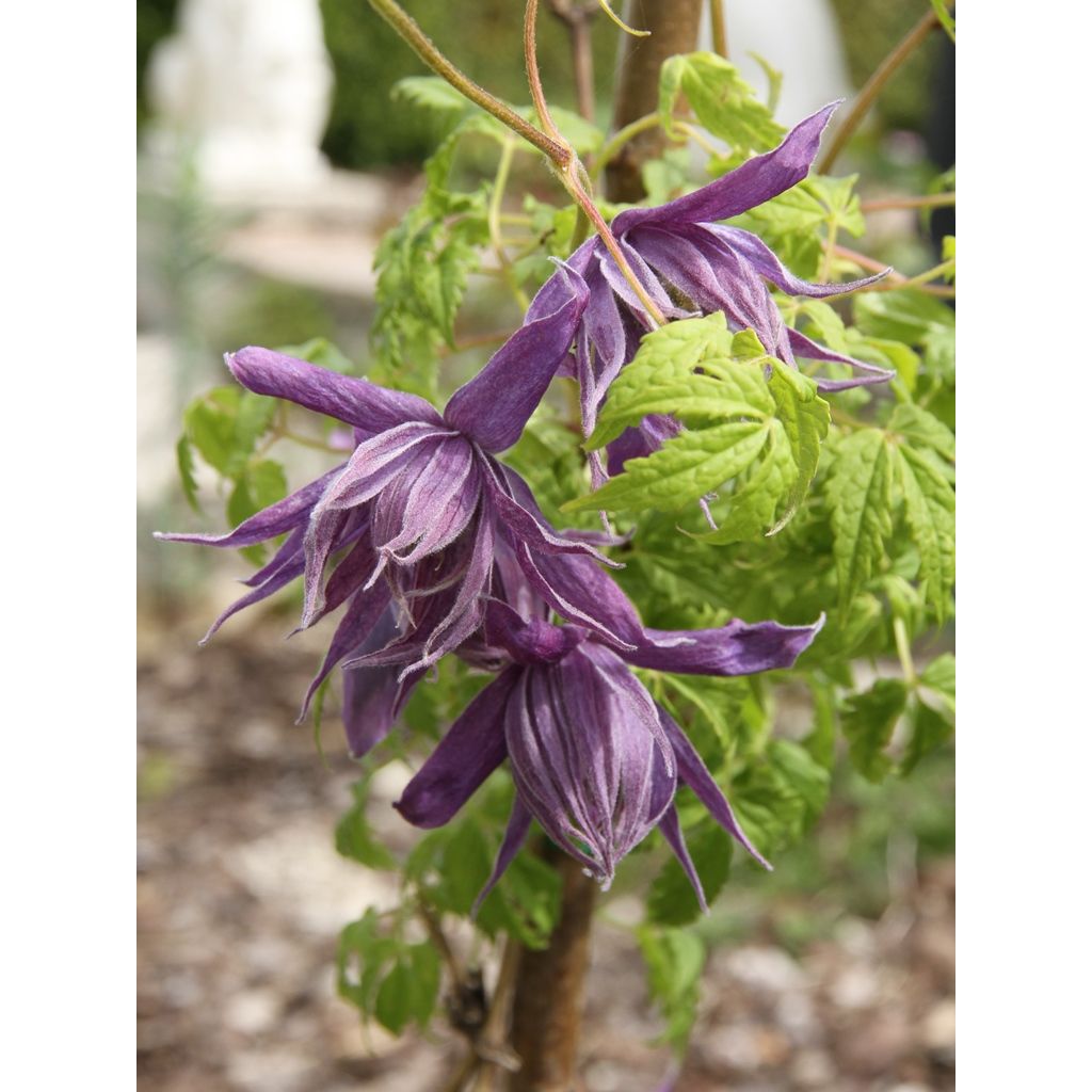 Clematis Eximia - Clematide
